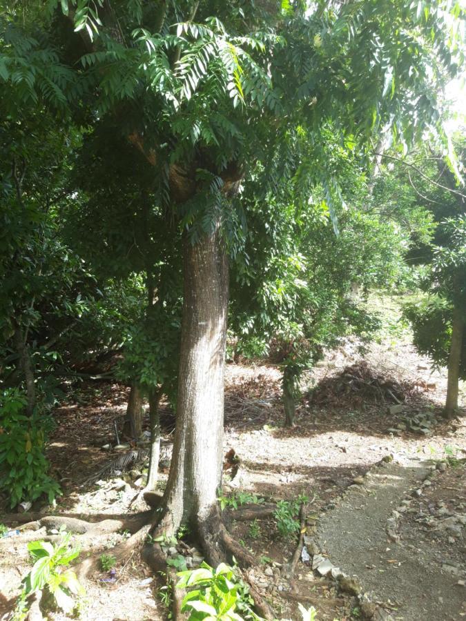 Cocoa Cabana Scarborough Dış mekan fotoğraf